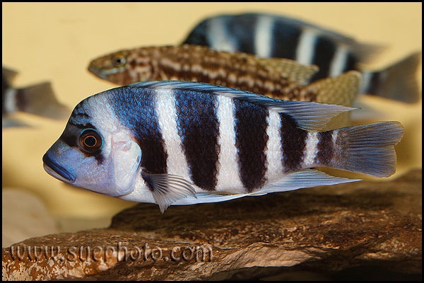 Cyphotilapia gibberosa 'Musenga'